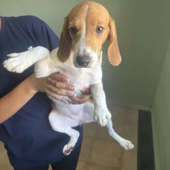 AVE6 9085 aka Norah -  Beagle Dog for Adoption in Loxahatchee Groves, Florida - AVE6 9085 Aka Norah | PetCurious