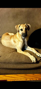 Rescue Shepherd Dogs for Adoption in Mentone, California - Lola | PetCurious