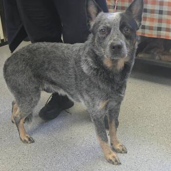 Ethan -  Australian Cattle Dog Blue Heeler Dog for Adoption in Watertown, New York - Ethan | PetCurious