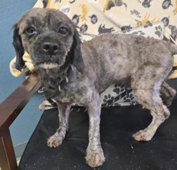 Scruff McGuff -  Maltese and Poodle Dog for Adoption in Sullivan, Indiana - Scruff McGuff | PetCurious