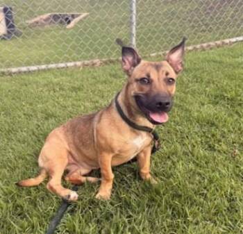 Black Mouth Cur and Mixed Breed Dogs Available for Adoption in Honolulu, Hawaii - Britney | PetCurious