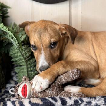 Australian Cattle Dog Blue Heeler and Coonhound Dogs Available for Adoption - Dasher | PetCurious