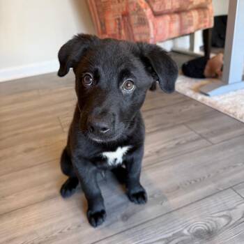 Skeeter -  Black Labrador Retriever Dog for Adoption in Raleigh, North Carolina - Skeeter | PetCurious