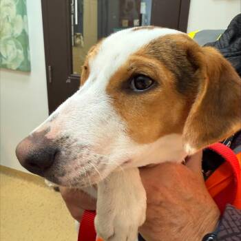 Rescue Mixed Breed Dogs for Adoption in Collingwood, Ontario - Webster | PetCurious