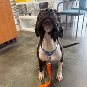 Kinito -  Mixed Breed Dog for Adoption in Pittsburgh, Pennsylvania - Kinito | PetCurious