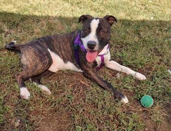 Wizard -  Terrier Dog for Adoption in Middle Township, New Jersey - Wizard | PetCurious