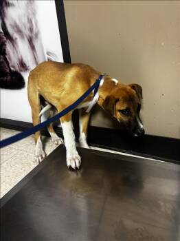 Black Mouth Cur and Mixed Breed Dogs Available for Adoption in Conroe, Texas - NYLA | PetCurious
