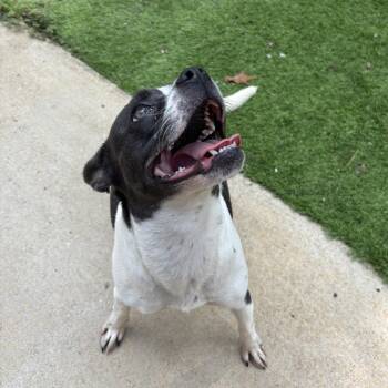 Dottie -  Boston Terrier and Mixed Breed Dog for Adoption in Tuscaloosa, Alabama - Dottie | PetCurious