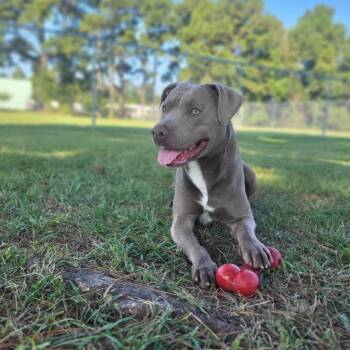 Rescue Mixed Breed Dogs for Adoption in Myrtle Beach, South Carolina - Silver | PetCurious