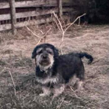 Wheaten Terrier Dogs Available for Adoption - Sammy | PetCurious