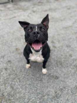 Rescue Pit Bull Terrier Dogs for Adoption in Emporia, Virginia - Lucas | PetCurious