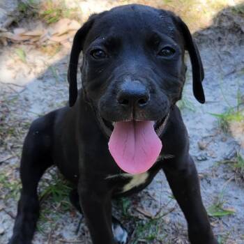 Reece -  Black Labrador Retriever and Mixed Breed Dog for Adoption in New York, New York - Reece | PetCurious
