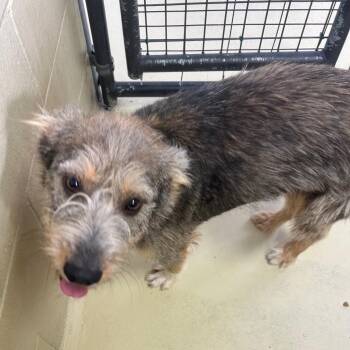 Rescue Terrier Dogs for Adoption in Clarksville, Virginia - Fern | PetCurious