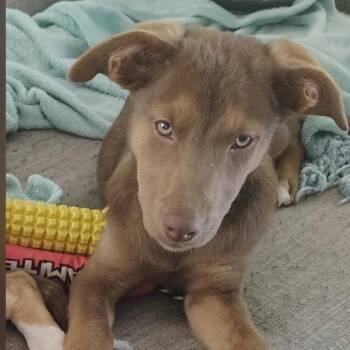 Tula -  Australian Shepherd Dog for Adoption in Pensacola, Florida - Tula | PetCurious