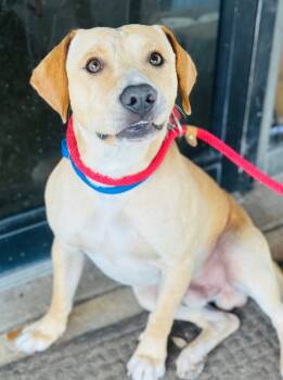 Rescue Mixed Breed Dogs for Adoption in St. Augustine, Florida - Pluto (aka) Bentley | PetCurious