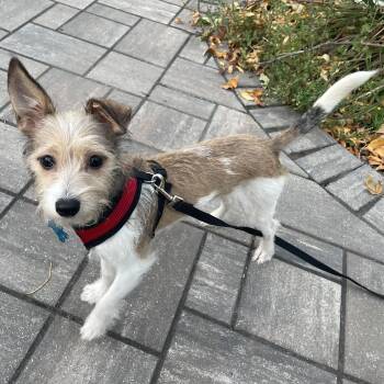 Otto -  Mixed Breed Dog for Adoption in Minneapolis, Minnesota - Otto | PetCurious