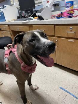 REN -  Staffordshire Bull Terrier Dog for Adoption in Killeen, Texas - REN | PetCurious