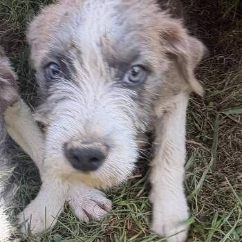 Cookie Pup: Fluffy -  Terrier and Mixed Breed Dog for Adoption in Falls Church, Virginia - Cookie Pup: Fluffy | PetCurious