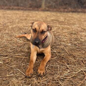 Mixed Breed Dogs Available for Adoption - Gia | PetCurious