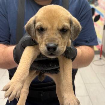 Mixed Breed Dogs Available for Adoption in Lufkin, Texas - Thresh | PetCurious