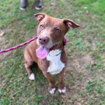 Bailey -  Pit Bull Terrier Dog for Adoption in Pembroke, Massachusetts - Bailey | PetCurious