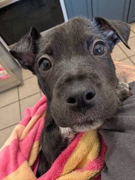 Australian Cattle Dog Blue Heeler and Pit Bull Terrier Dogs Available for Adoption in Los Angeles, California - Frittata | PetCurious