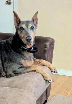 Scarlett -  Doberman Pinscher Dog for Adoption in Evergreen, Colorado - Scarlett | PetCurious