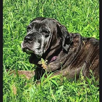 Jolene -  Mastiff and Mixed Breed Dog for Adoption in Flintstone, Maryland - Jolene | PetCurious