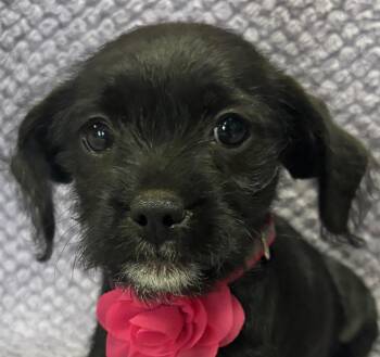 Rescue Miniature Pinscher and Terrier Dogs for Adoption in Lodi, California - Chloe | PetCurious