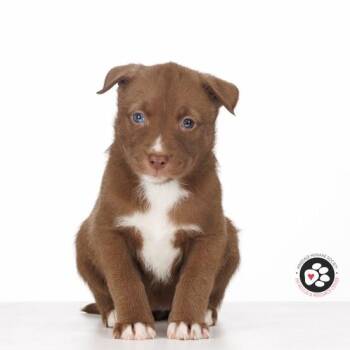 Mixed Breed Dogs Available for Adoption - Apple | PetCurious