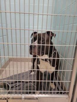 Jameson -  Pit Bull Terrier and Mixed Breed Dog for Adoption in Fishers, Indiana - Jameson | PetCurious