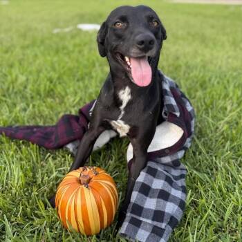 Rescue Black Labrador Retriever and Mixed Breed Dogs for Adoption in Houston, Texas - Nick | PetCurious