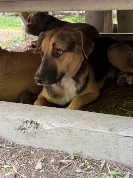 Apolo -  German Shepherd Dog and Black Mouth Cur Dog for Adoption in Ridgefield, Connecticut - Apolo | PetCurious