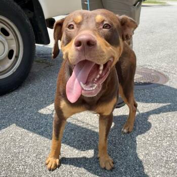 Professor Splootz -  Terrier Dog for Adoption in Chattanooga, Tennessee - Professor Splootz | PetCurious