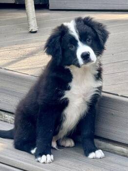 Pepe -  Australian Shepherd Dog for Adoption in Woodstock, Georgia - Pepe | PetCurious