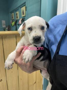 Blossom -  Pit Bull Terrier and Husky Dog for Adoption in Chattanooga, Tennessee - Blossom | PetCurious