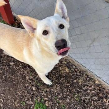 Husky and Shepherd Dogs Available for Adoption - Aspyn | PetCurious