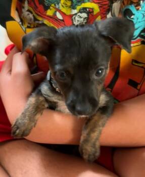 Esther -  Dachshund and Chihuahua Dog for Adoption in Spokane, Washington - Esther | PetCurious
