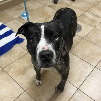 Catahoula Leopard Dog and Pit Bull Terrier Dogs Available for Adoption - Catty (mcas) | PetCurious