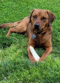 Beagle Dogs Available for Adoption in Scottsburg, Indiana - Jimmy | PetCurious