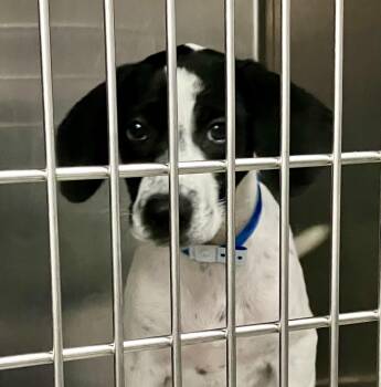 Nacho -  English Pointer Dog for Adoption in Parma, Ohio - Nacho | PetCurious