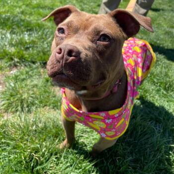 Layla -  American Staffordshire Terrier and Mixed Breed Dog for Adoption in St. Peters, Missouri - Layla | PetCurious