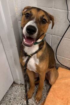Duke -  Hound and Mixed Breed Dog for Adoption in Kansas City, Missouri - Duke | PetCurious