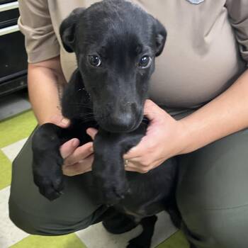 Black Labrador Retriever and Mixed Breed Dogs Available for Adoption in Volcano, Hawaii - COH-A-67518 | PetCurious