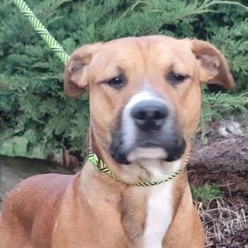Dougie -  American Staffordshire Terrier and Chihuahua Dog for Adoption in Chehalis, Washington - Dougie | PetCurious