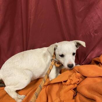 Rescue Chihuahua and Mixed Breed Dogs for Adoption in Modesto, California - FLORA | PetCurious