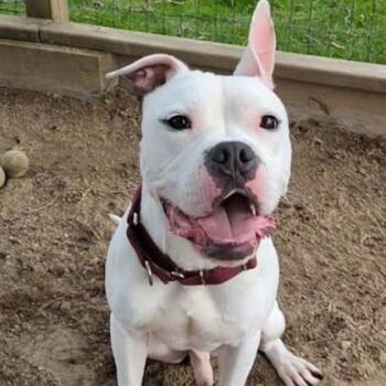 Spud -  Boxer and English Bulldog Dog for Adoption in Ashtabula, Ohio - Spud | PetCurious