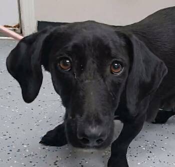 Dachshund and Basset Hound Dogs Available for Adoption in Newport, Tennessee - Make Believe | PetCurious