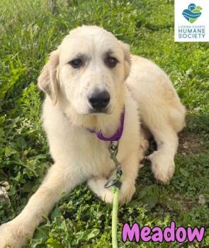 Meadow -  Great Pyrenees Dog for Adoption in Heath, Ohio - Meadow | PetCurious