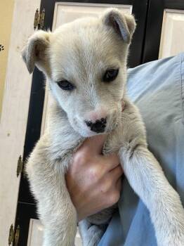 SHRIMP SCAMPI* -  Siberian Husky Dog Available for Adoption in Santa Cruz, California - SHRIMP SCAMPI* | PetCurious